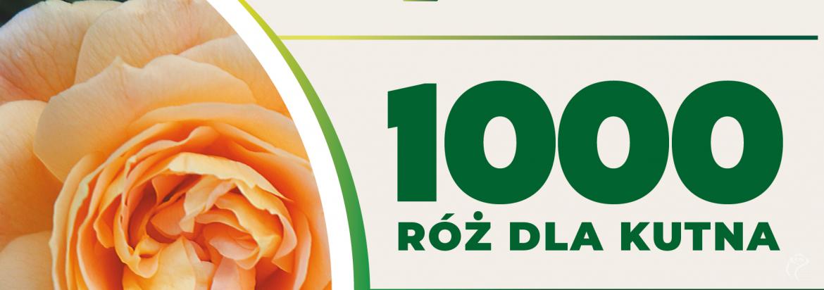 1000 róż dla Kutna
