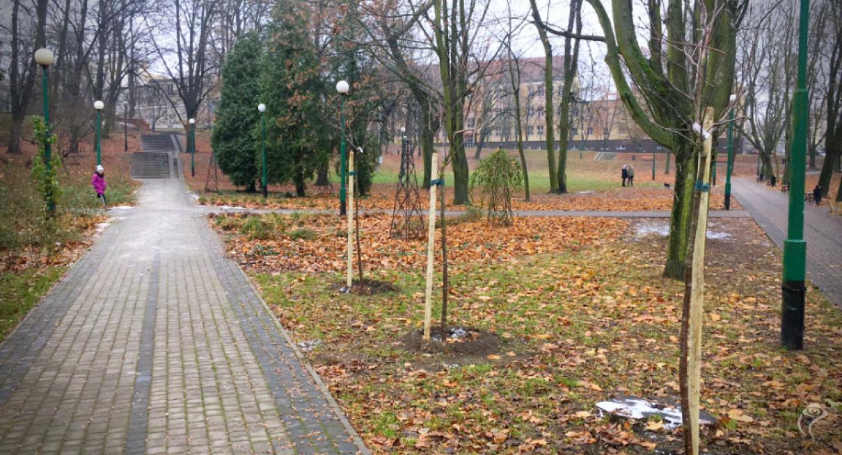 Prawie 200 nasadzeń drzew w Kutnie w 2020 roku