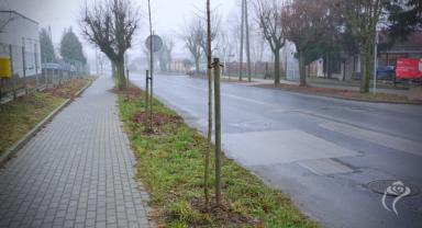 Prawie 200 nasadzeń drzew w Kutnie w 2020 roku