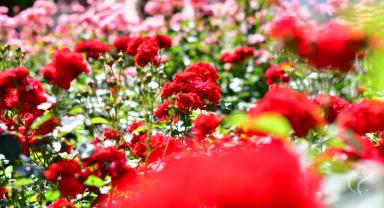 Jedno ze zdjęć róż w Kutnie w obiektywie Łukasza Stasiaka