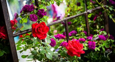 Miasto Róż na Królewskiej Wystawie Kwiatów