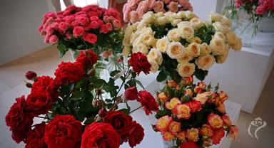 41. wystawa Royal Rose 2025