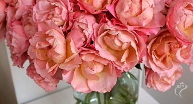 41. wystawa Royal Rose 2025