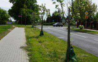 Więcej zieleni na ulicach Kutna