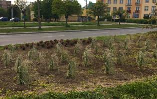 Więcej zieleni na ulicach Kutna