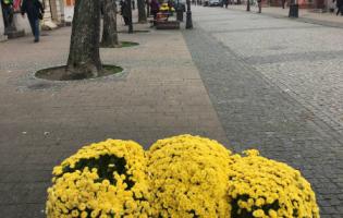 Wsparcie dla producentów chryzantem