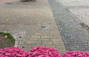 Wsparcie dla producentów chryzantem