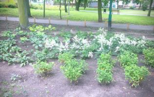 Prawie 200 nasadzeń drzew w Kutnie w 2020 roku
