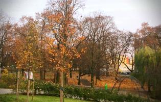 Prawie 200 nasadzeń drzew w Kutnie w 2020 roku