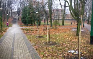 Prawie 200 nasadzeń drzew w Kutnie w 2020 roku