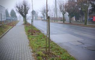 Prawie 200 nasadzeń drzew w Kutnie w 2020 roku