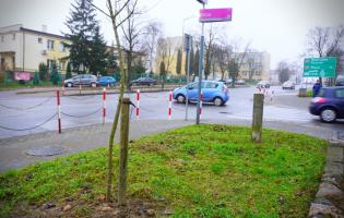 Prawie 200 nasadzeń drzew w Kutnie w 2020 roku