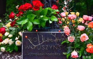 47. Święto Róży