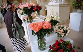41. wystawa Royal Rose 2025