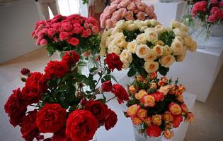 41. wystawa Royal Rose 2025