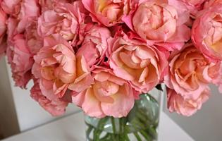 41. wystawa Royal Rose 2025